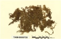 藏品(日本鐮刀苔)的圖片